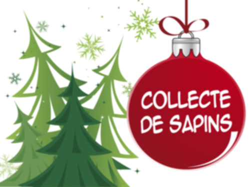 Que faire de son sapin?